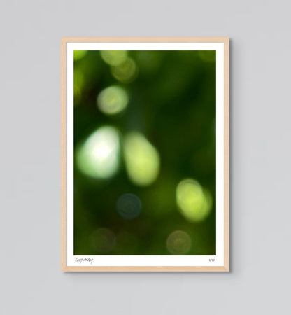 Framed Fig Tree Print